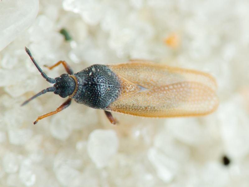 Agramma fallax (Horváth, 1906)